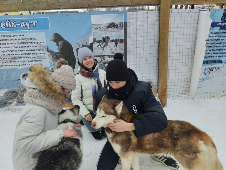 Экскурсия в питомник северных ездовых собак  хаски.